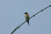 Lovely Sunbird - Aethopyga shelleyi
