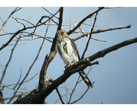 White-rumped Falcon - Polihierax insignis