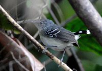 Band-tailed Antbird - Hypocnemoides maculicauda