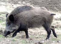 意大利野猪 Sus scrofa majori - 天山野猪（中亚野猪，黑足野猪）sus scrofa nigripes