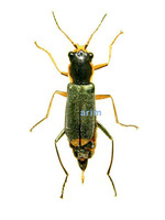 노랑무늬의병벌레 - Malachius prolongatus