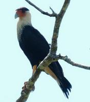 Crested Carcara  