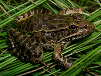 : Rana yavapaiensis; Lowland Leopard Frog