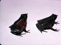 : Rhinoderma darwinii; Darwin's Frog