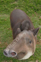: Tapirus terrestris; South American Tapir