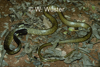 : Chironius laevicollis; Snake