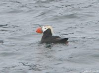 Tufted Puffin (Gambell)
