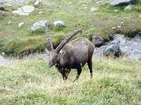 북산양(北山羊) Capra ibex