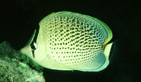 Chaetodon guttatissimus, Peppered butterflyfish: aquarium