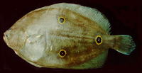Ancylopsetta dendritica, Three-spot flounder: fisheries