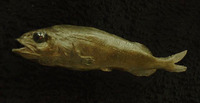 Alepocephalus tenebrosus, California slickhead: