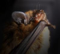 Image of: Eptesicus fuscus (big brown bat)