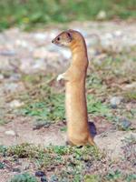 Image of: Mustela altaica (mountain weasel)