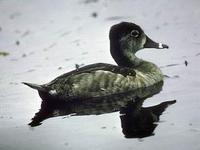 Image of: Aythya collaris (ring-necked duck)