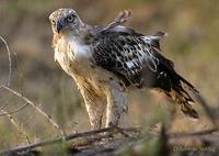 Image of: Spizaetus cirrhatus (changeable hawk-eagle)