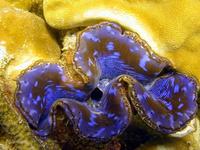 Image of: Tridacna crocea (giant clam)