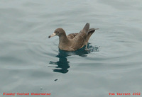 Flesh-footed Shearwater - Puffinus carneipes