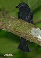 Philippine Drongo Cuckoo - Surniculus velutinus