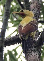 Cream-colored Woodpecker - Celeus flavus