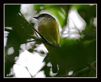 Vogelkop Whistler - Pachycephala meyeri