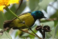 Collared Sunbird - Hedydipna collaris