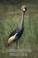 Grey crowned crane ( Balearica regolorum ) , Murchison Falls National Park , Uganda stock photo