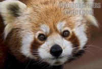 Red Panda , Marwell Zoo , Hampshire , England stock photo