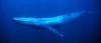 흰긴수염고래 몸길이 20-30미터