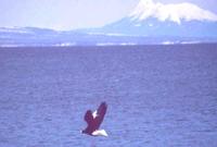 Steller's Sea-Eagles(adults)