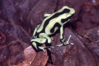 : Dendrobates auratus; Green Poison Frog