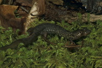 : Desmognathus marmoratus; Shovel-nosed Salamander