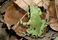 : Hyla wrightorum; Arizona Treefrog