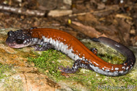 : Plethodon yonahlossee; Yonahlossee Salamander