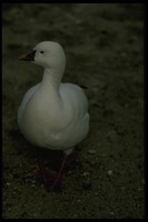 : Chen rossii; Ross' Goose