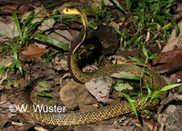 : Naja samarensis; Southeastern Philippine Cobra