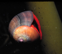 : Norrisia norrisii; Norris's Top Snail