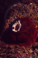 : Urticina piscivora; Fish-eating Anemone