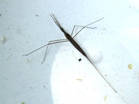 Ranatra linearis - Water Stick Insect