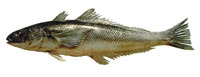 Eleginops maclovinus, Patagonian blennie: fisheries
