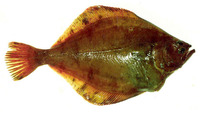 Hippoglossoides elassodon, Flathead sole: fisheries, gamefish