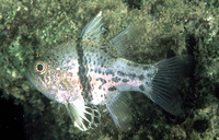 Sphaeramia orbicularis, Orbiculate cardinalfish: fisheries