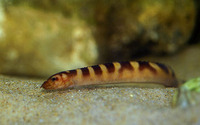 Mastacembelus plagiostomus, : fisheries, aquarium