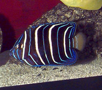 Pomacanthus chrysurus, Goldtail angelfish: aquarium