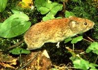 Image of: Myodes gapperi (southern red-backed vole)