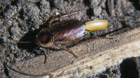 Image of: Blattaria (cockroaches)
