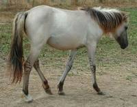 Equus ferus caballus - Domestic Horse