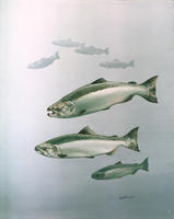 Image of: Oncorhynchus tshawytscha (chinook salmon)