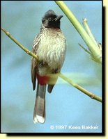 Red-vented Bulbul - Pycnonotus cafer