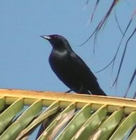 Cuban Blackbird - Dives atroviolacea