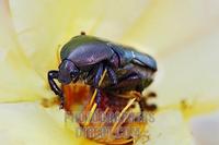 Rose chafer ( Cetonia aurata ) on a blossom stock photo